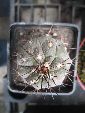 Photo albulle/datas/photos/cactus_succulentes/copiapoa/X_cinerea_albispina.jpg