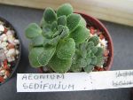 Photo albulle/datas/photos/cactus_succulentes/succulentes_diverses/aeonium_sedifolium.jpg