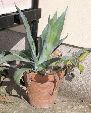 Photo albulle/datas/photos/cactus_succulentes/succulentes_diverses/agave.jpg