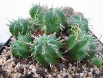 Photo albulle/datas/photos/cactus_succulentes/euphorbe/aggregata_var_aggregata.jpg