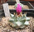Photo albulle/datas/photos/cactus_succulentes/turbinicarpus/alonsoi_1.jpg