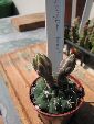 Photo albulle/datas/photos/cactus_succulentes/gymnocalycium/andreae_1.jpg