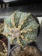 Photo albulle/datas/photos/cactus_succulentes/astrophytum/ascap_1.jpg