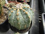 Photo albulle/datas/photos/cactus_succulentes/astrophytum/ascap_2.jpg