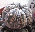 Photo albulle/datas/photos/cactus_succulentes/astrophytum/ast_nud_X_SK_macrofloccosus2.jpg
