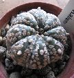Photo albulle/datas/photos/cactus_succulentes/astrophytum/ast_nud_X_SK_macrofloccosus.jpg