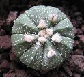 Photo albulle/datas/photos/cactus_succulentes/astrophytum/asterias_1.jpg