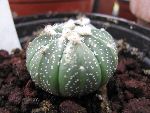 Photo albulle/datas/photos/cactus_succulentes/astrophytum/asterias_2.jpg