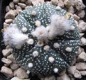 Photo albulle/datas/photos/cactus_succulentes/astrophytum/asterias_5.jpg