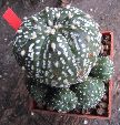 Photo albulle/datas/photos/cactus_succulentes/astrophytum/asterias_6.jpg