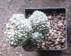 Photo albulle/datas/photos/cactus_succulentes/astrophytum/asterias_7.jpg