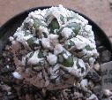 Photo albulle/datas/photos/cactus_succulentes/astrophytum/asterias_SK.jpg