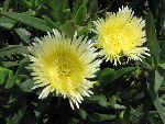 Photo albulle/datas/photos/cactus_succulentes/succulentes_diverses/au_maroc.jpg