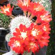Photo albulle/datas/photos/cactus_succulentes/rebutia/aylostera_sp.jpg