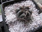 Photo albulle/datas/photos/cactus_succulentes/gymnocalycium/bozsingianum_2_VS19.jpg