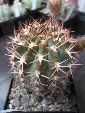 Photo albulle/datas/photos/cactus_succulentes/acanthocalycium/brevispinum.jpg