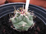 Photo albulle/datas/photos/cactus_succulentes/thelocactus/bueckii.jpg