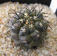 Photo albulle/datas/photos/cactus_succulentes/copiapoa/calderana.jpg
