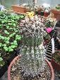 Photo albulle/datas/photos/cactus_succulentes/copiapoa/calderana_pas_sur.jpg