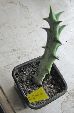 Photo albulle/datas/photos/cactus_succulentes/asclepiadacees/caralluma_dumerei.jpg