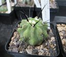 Photo albulle/datas/photos/cactus_succulentes/copiapoa/carrizalensis.jpg