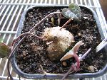 Photo albulle/datas/photos/cactus_succulentes/asclepiadacees/ceropegia_woodii_1.jpg
