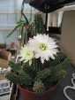 Photo albulle/datas/photos/cactus_succulentes/echinopsis/chamacereus_sylvestrii_blanc.jpg