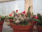 Photo albulle/datas/photos/cactus_succulentes/echinopsis/chamacereus_sylvestrii_jaune_clair.jpg
