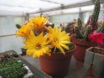 Photo albulle/datas/photos/cactus_succulentes/echinopsis/chamacereus_sylvestrii_jaune_fonce.jpg