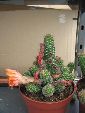 Photo albulle/datas/photos/cactus_succulentes/echinopsis/chamacereus_sylvestrii_orange.jpg