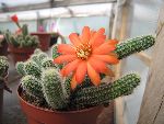 Photo albulle/datas/photos/cactus_succulentes/echinopsis/chamacereus_sylvestrii_orange_intense.jpg