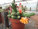 Photo albulle/datas/photos/cactus_succulentes/echinopsis/chamacereus_sylvestrii_orange_pale.jpg