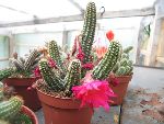 Photo albulle/datas/photos/cactus_succulentes/echinopsis/chamacereus_sylvestrii_rose_intense.jpg