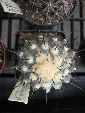 Photo albulle/datas/photos/cactus_succulentes/copiapoa/cinerea.jpg