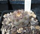 Photo albulle/datas/photos/cactus_succulentes/copiapoa/columna_alba_AW88esmeralda.jpg