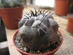 Photo albulle/datas/photos/cactus_succulentes/copiapoa/copiapoa1_sp1.jpg