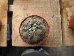 Photo albulle/datas/photos/cactus_succulentes/copiapoa/copiapoa1_sp3.jpg