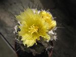 Photo albulle/datas/photos/cactus_succulentes/copiapoa/copiapoa2_sp1.jpg