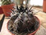 Photo albulle/datas/photos/cactus_succulentes/copiapoa/copiapoa3_sp1.jpg