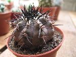 Photo albulle/datas/photos/hollande2007_mes_achats/copiapoa3_sp2.jpg