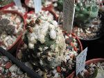 Photo albulle/datas/photos/cactus_succulentes/copiapoa/copiapoa_barquitensis.jpg