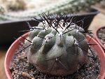 Photo albulle/datas/photos/cactus_succulentes/copiapoa/copiapoa_cinerea.jpg