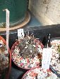 Photo albulle/datas/photos/hollande2007_mes_achats/copiapoa_dura.jpg