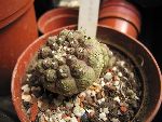 Photo albulle/datas/photos/cactus_succulentes/copiapoa/copiapoa_hypogaea.jpg