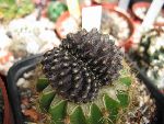 Photo albulle/datas/photos/hollande2007_mes_achats/copiapoa_tenuissima_cristata.jpg