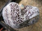Photo albulle/datas/photos/cactus_succulentes/copiapoa/copiapoa_tenuissima_cristata_2.jpg