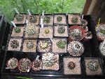 Photo albulle/datas/photos/cactus_succulentes/copiapoa/copiapoas.jpg