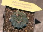 Photo albulle/datas/photos/cactus_succulentes/stenocactus/coptonogonus.jpg