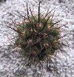 Photo albulle/datas/photos/cactus_succulentes/copiapoa/coquimbana_2_RCP17.jpg