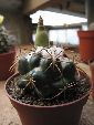 Photo albulle/datas/photos/hollande2007_mes_achats/coryphantha1_sp.jpg